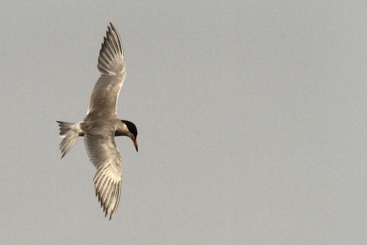 Forster's Tern - ML639824604