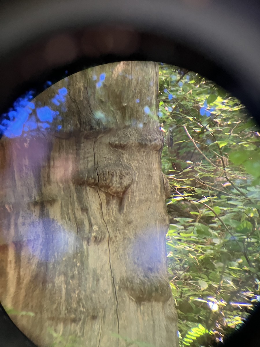 Black-and-white Warbler - ML639824629