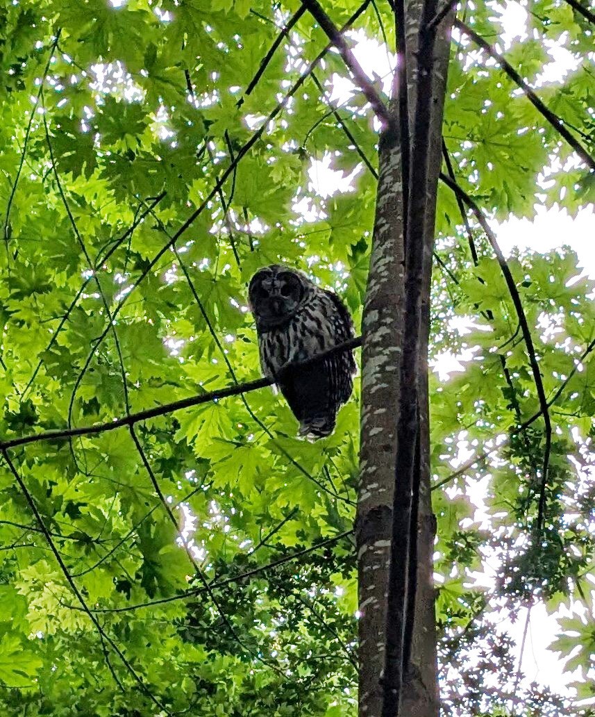 Barred Owl - ML639824651