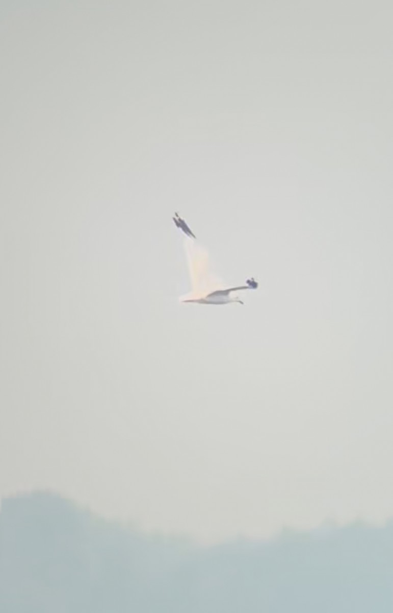 Gaviota de Delaware - ML639824689