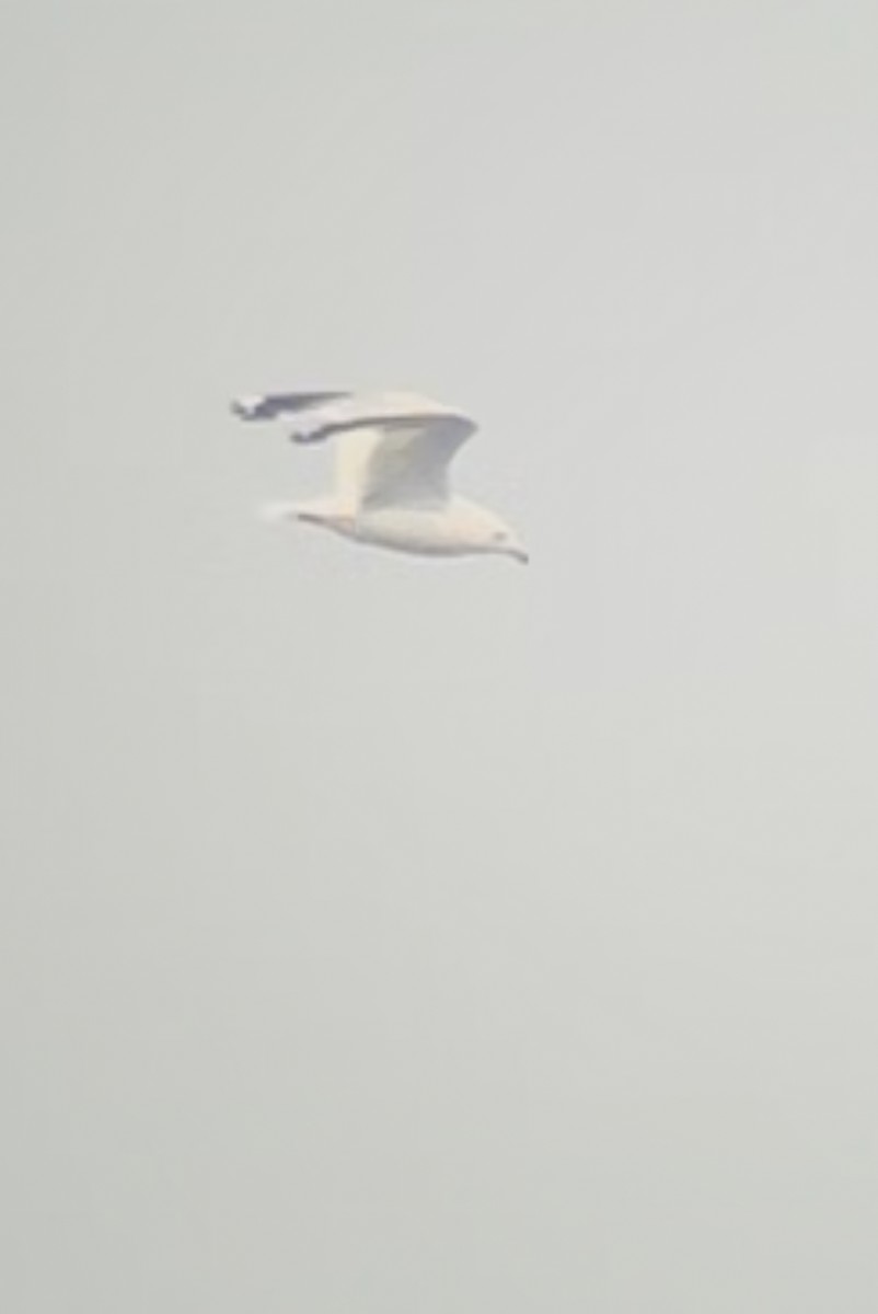 Gaviota de Delaware - ML639824690
