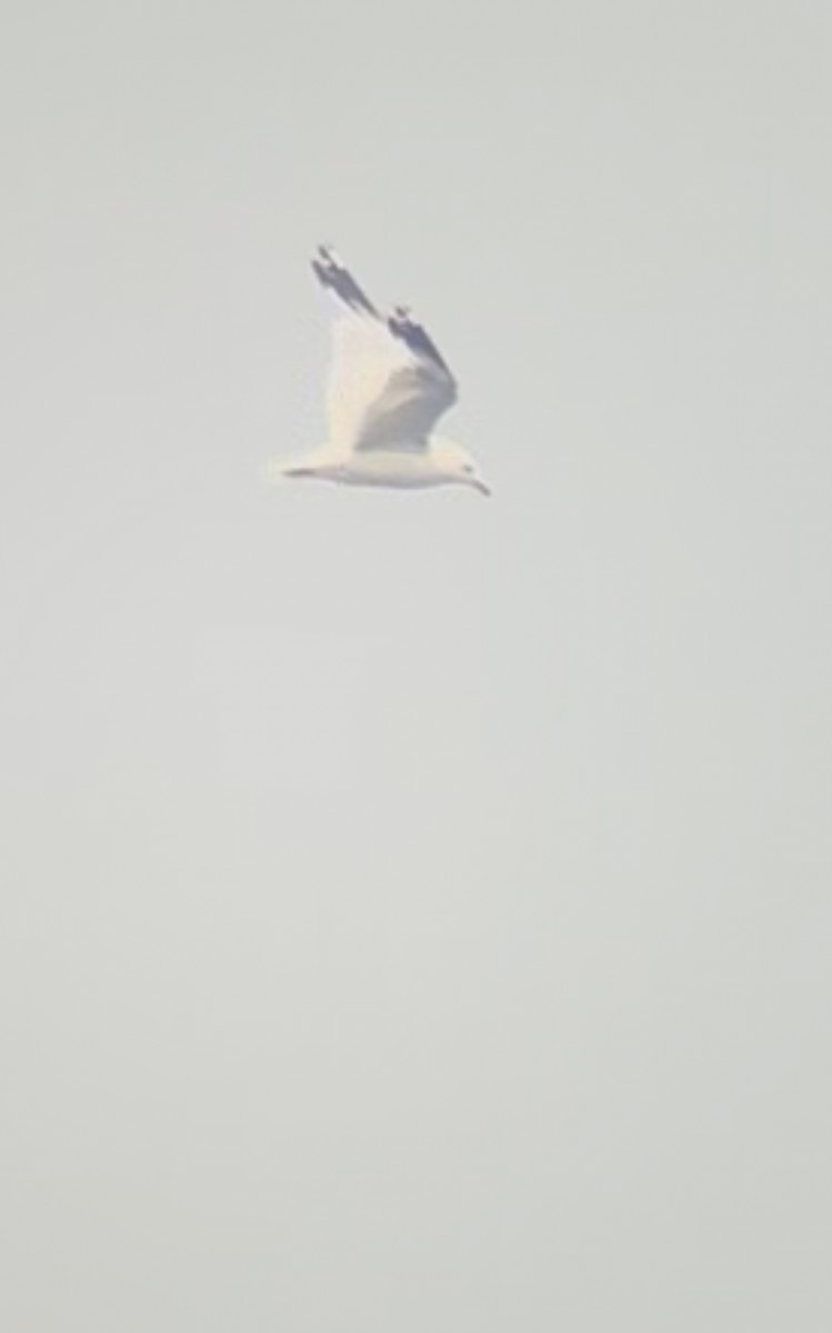 Gaviota de Delaware - ML639824691