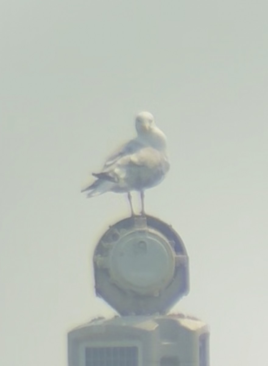Gaviota Argéntea Americana - ML639824698