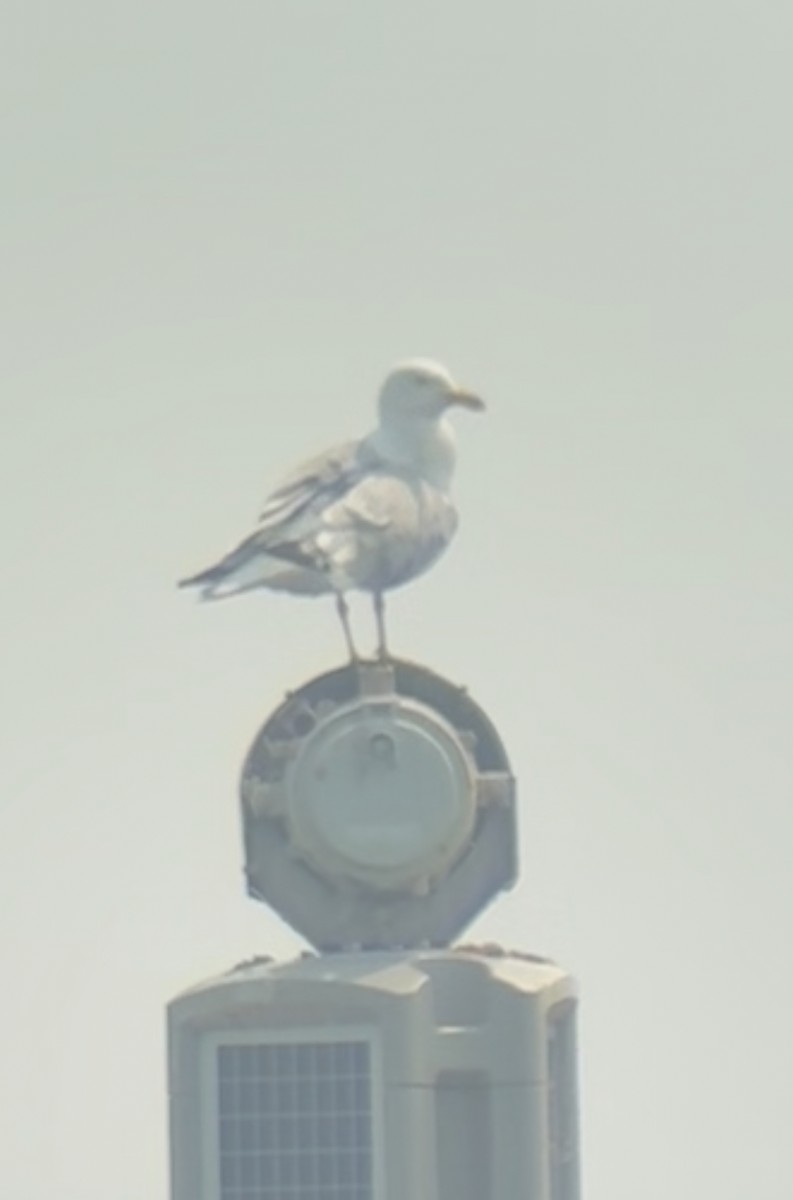 Gaviota Argéntea Americana - ML639824699