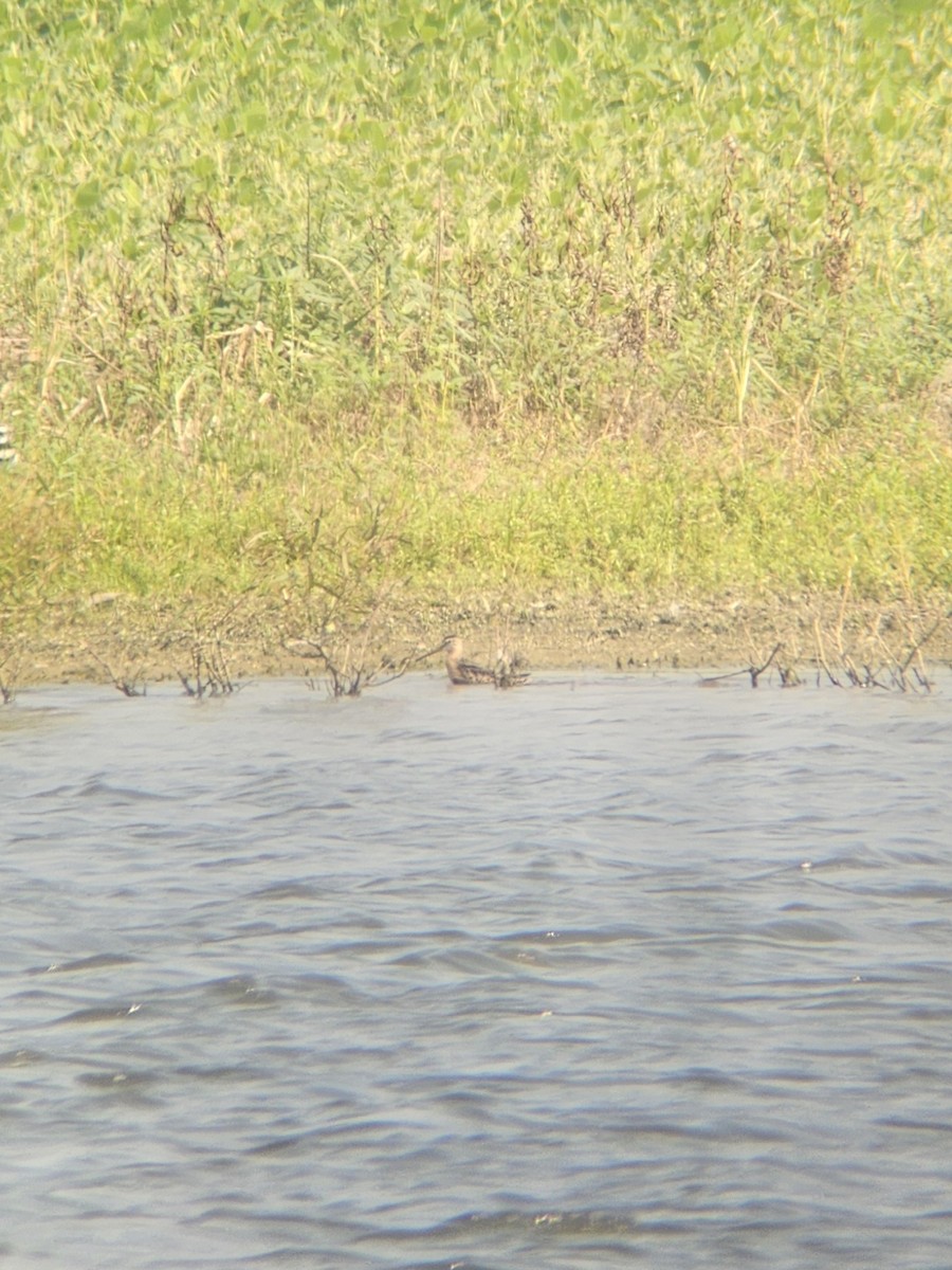 Short-billed/Long-billed Dowitcher - ML639824841