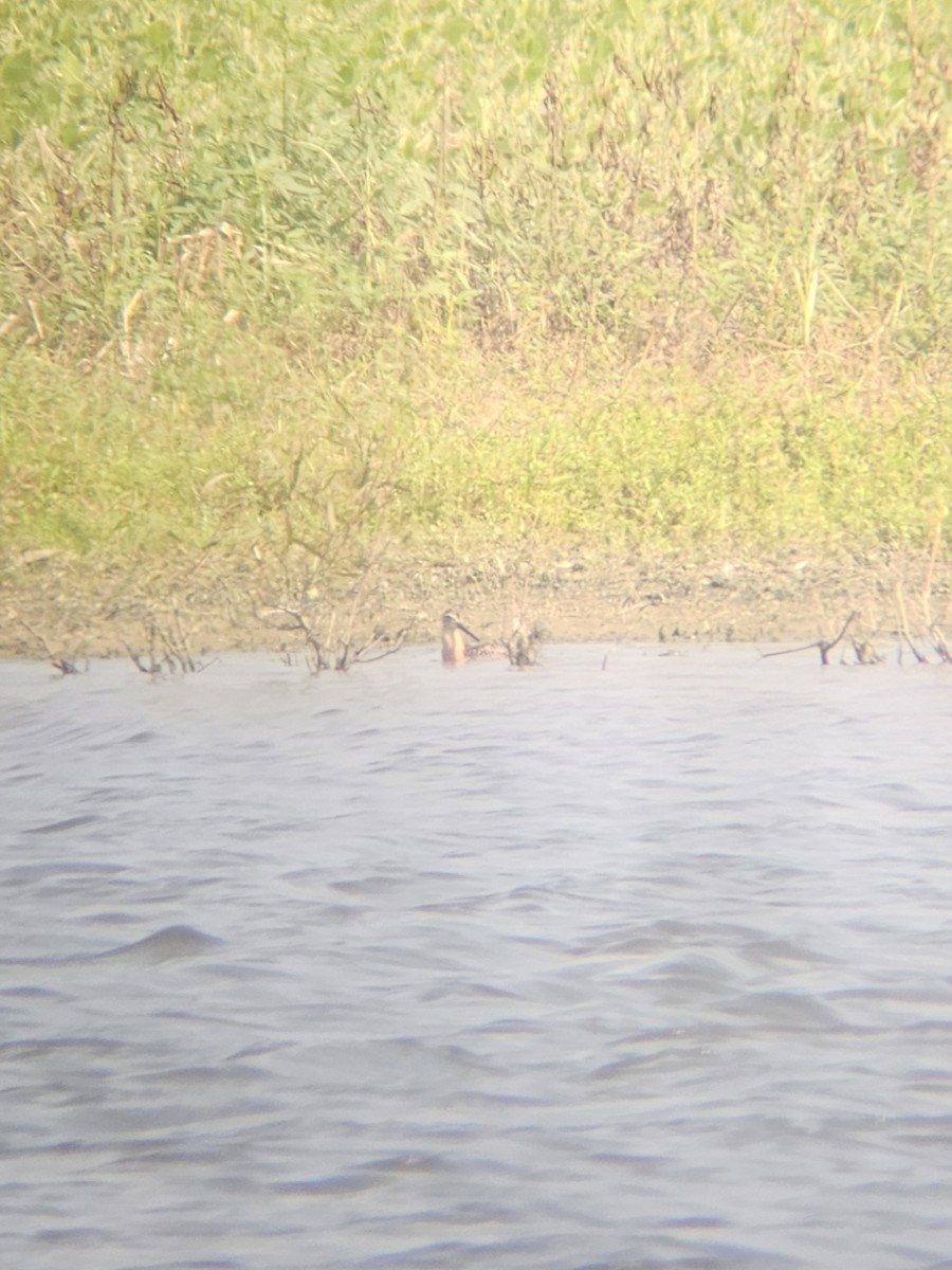 Short-billed/Long-billed Dowitcher - ML639824842