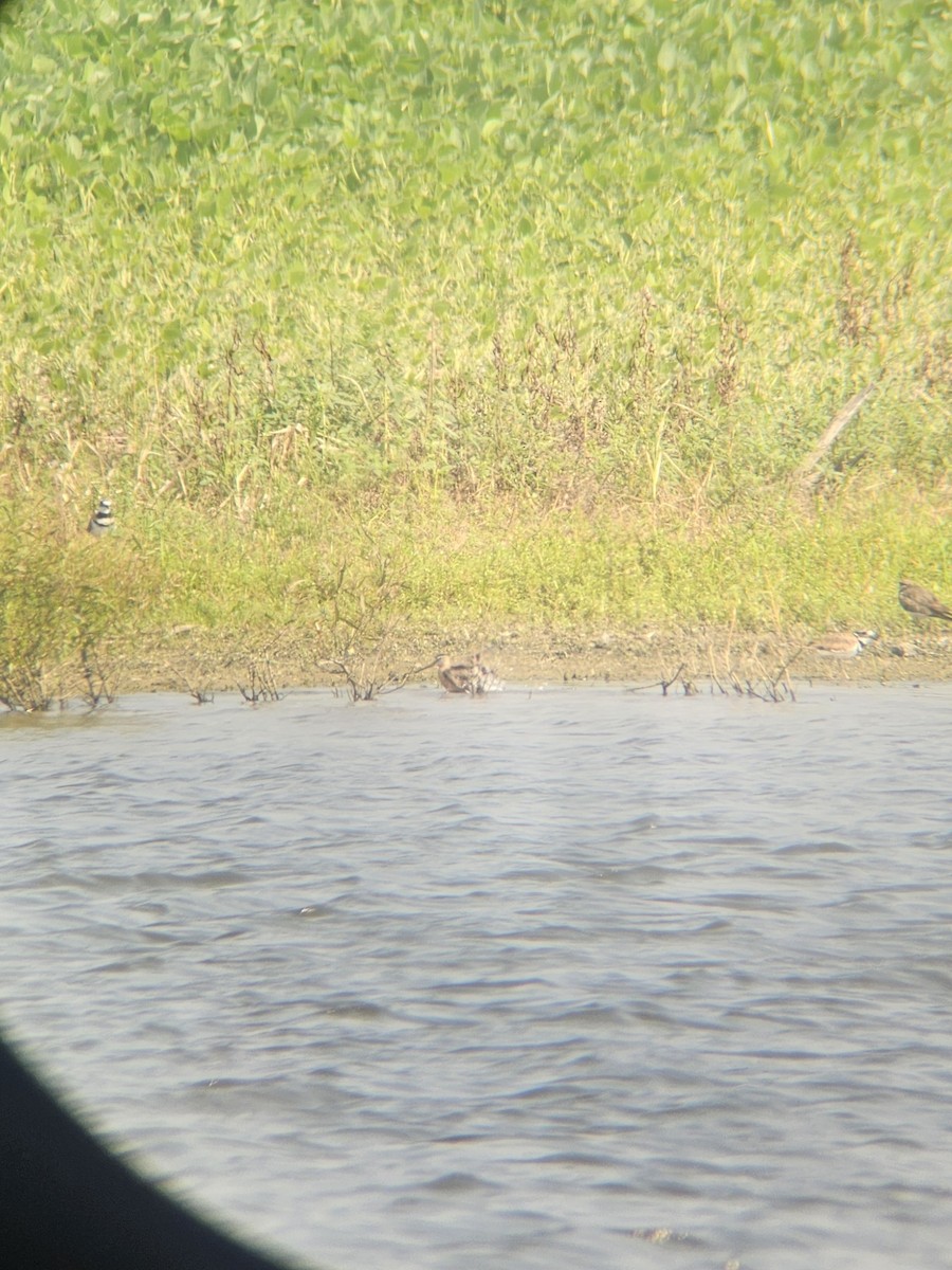 Short-billed/Long-billed Dowitcher - ML639824843