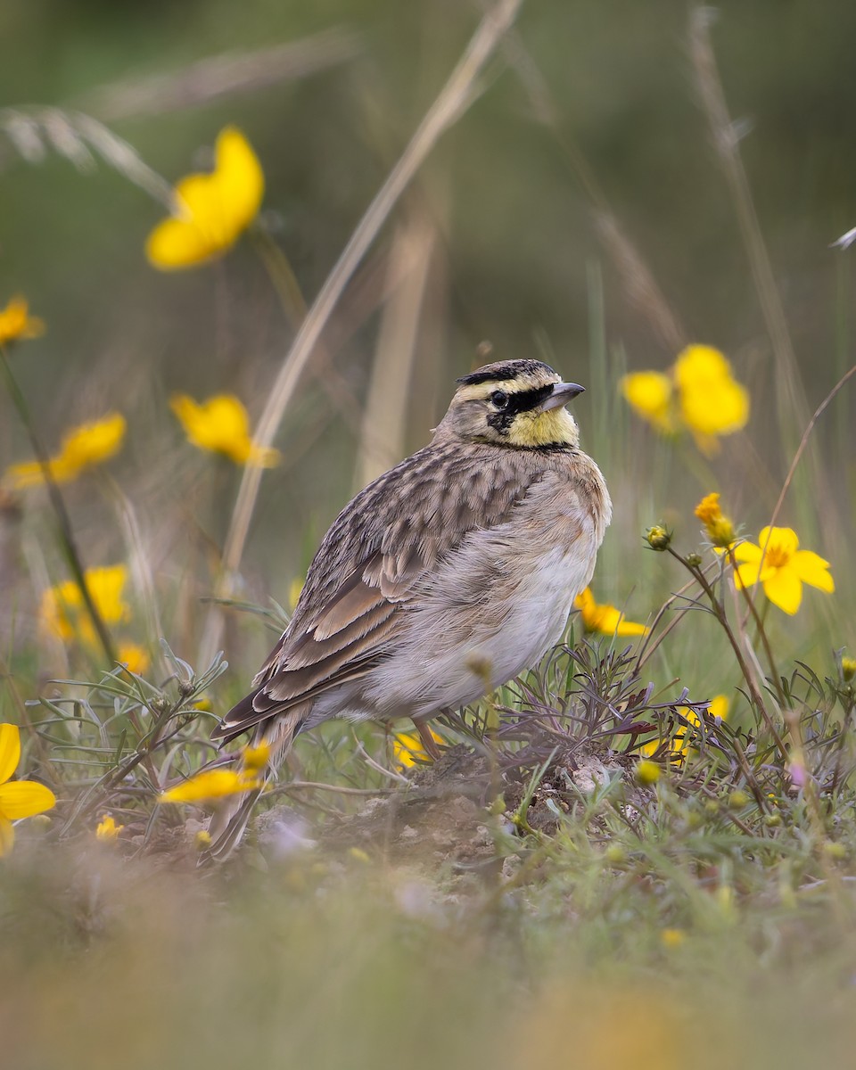 skřivan ouškatý - ML639824924