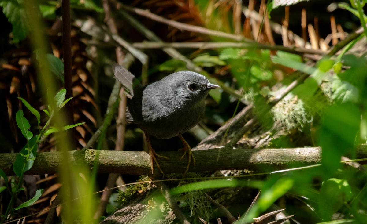 Planalto Tapaculo - ML639825068