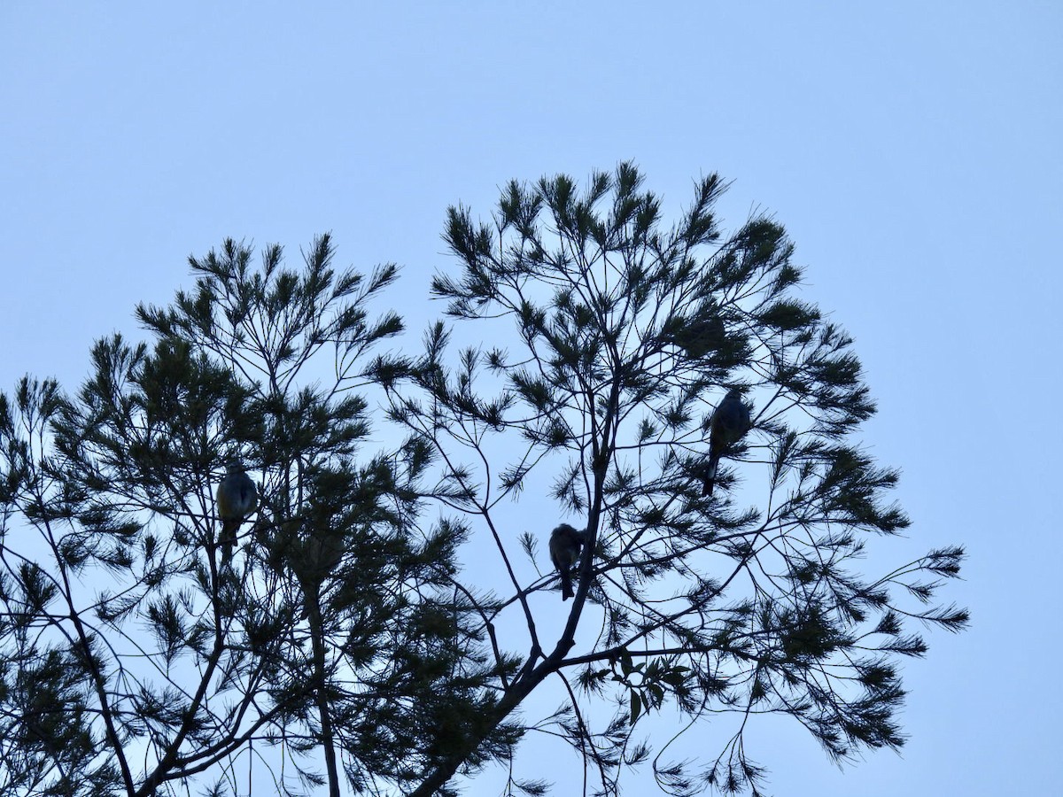 Gray Silky-flycatcher - ML639825114