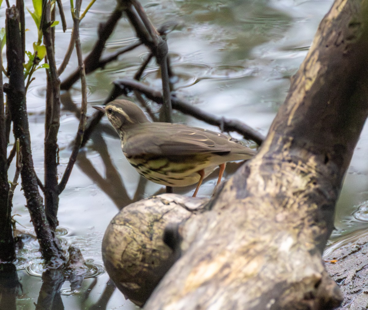 Louisiana/Northern Waterthrush - ML639825135