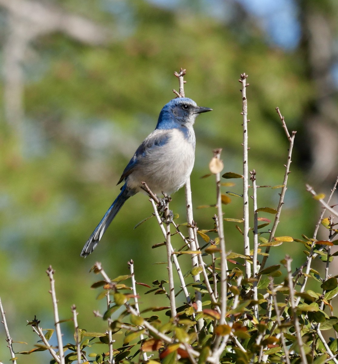 Florida Scrub-Jay - ML639825151
