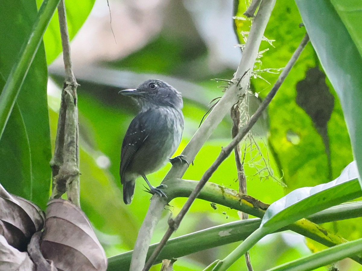 Spot-crowned Antvireo - ML639825186