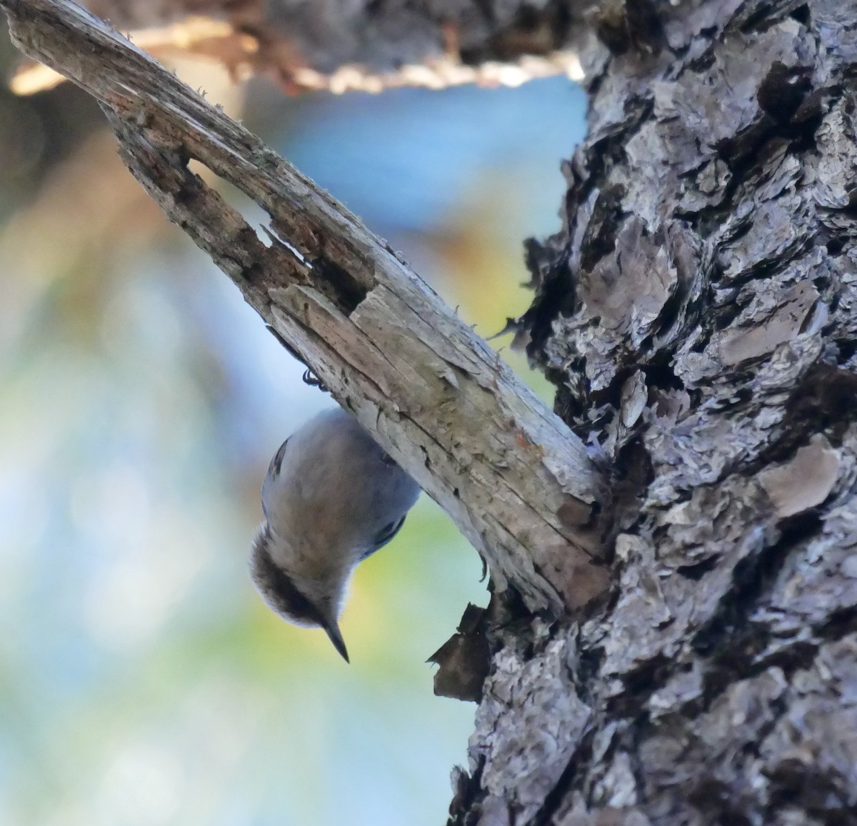 Brown-headed Nuthatch - ML639825201