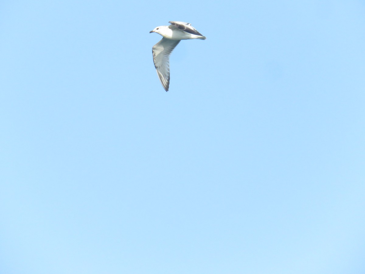 Mediterranean Gull - ML639825207