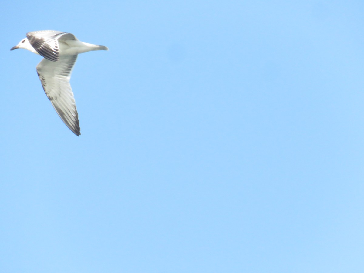 Mediterranean Gull - ML639825208