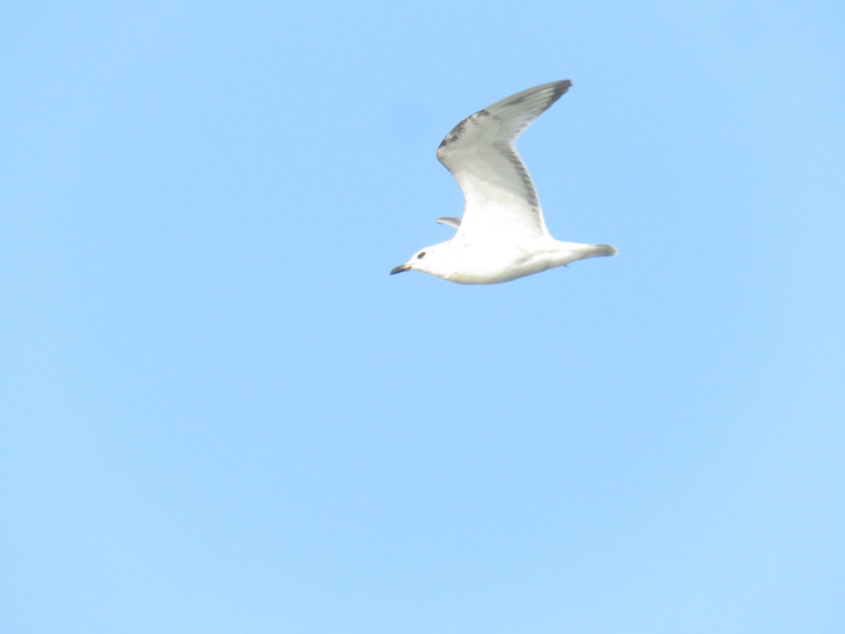 Mediterranean Gull - ML639825209