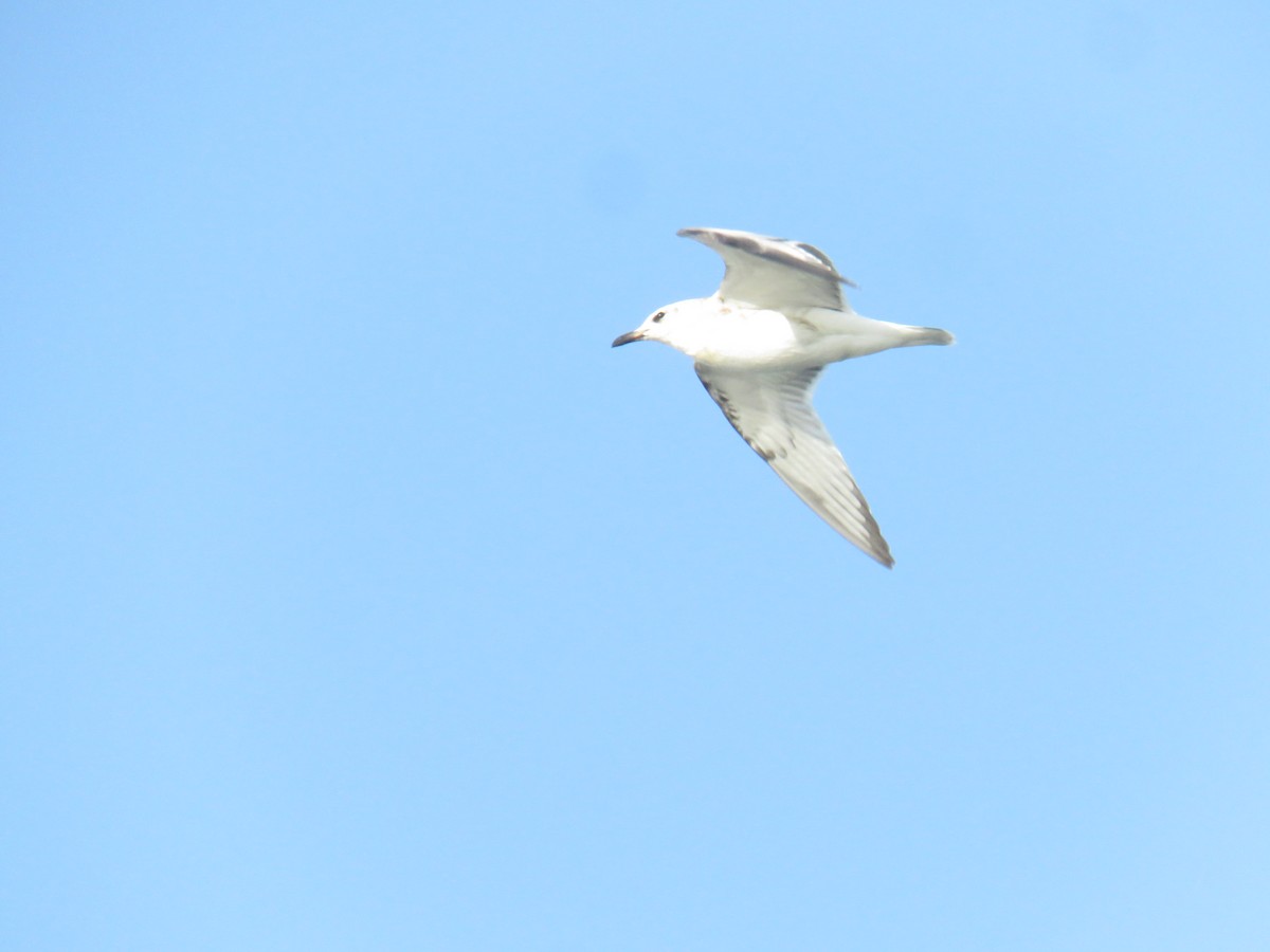 Mediterranean Gull - ML639825210