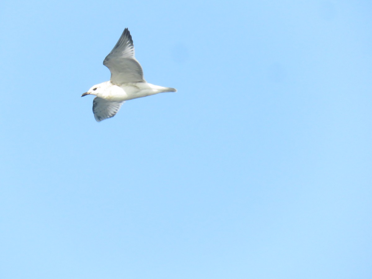 Mediterranean Gull - ML639825211
