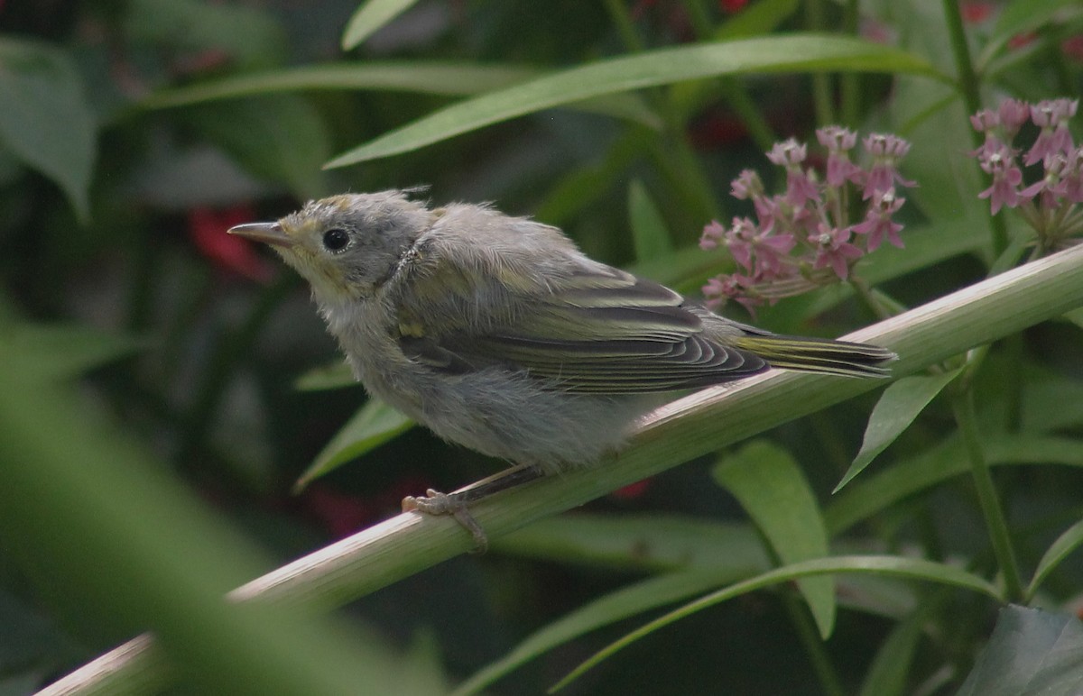 Yellow Warbler (Northern) - ML639825212