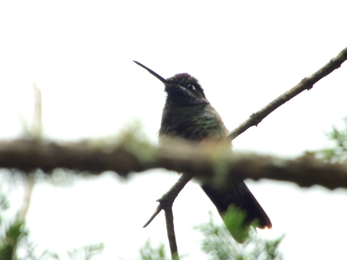Rivoli's Hummingbird - ML639825213