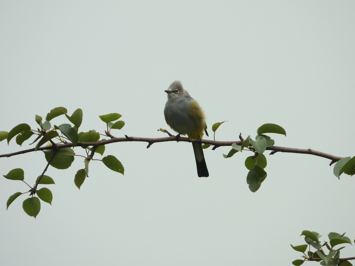 Gray Silky-flycatcher - ML639825221