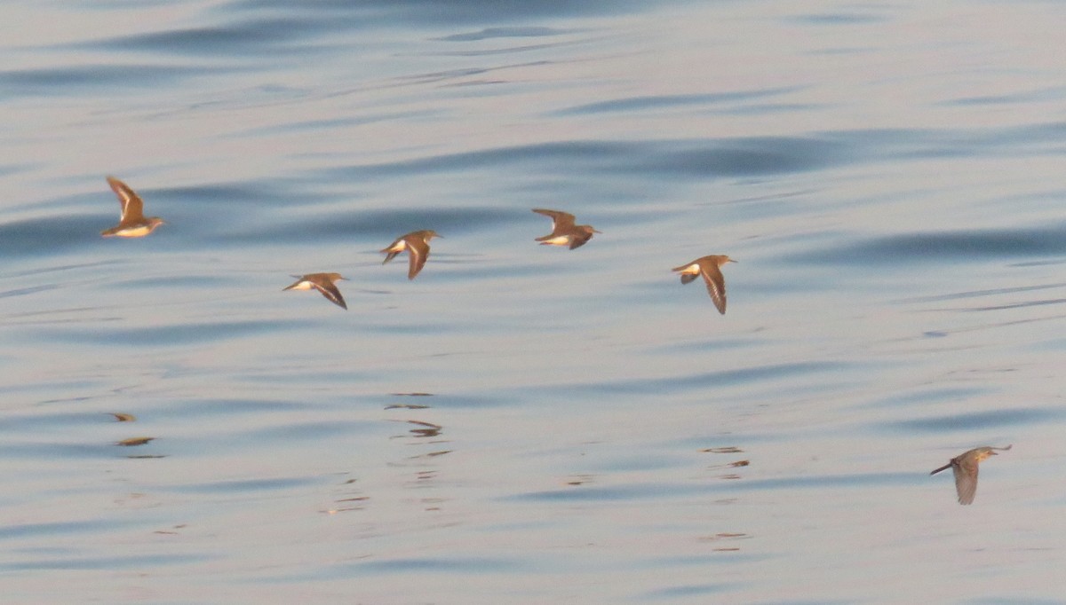 White Wagtail - ML639825222