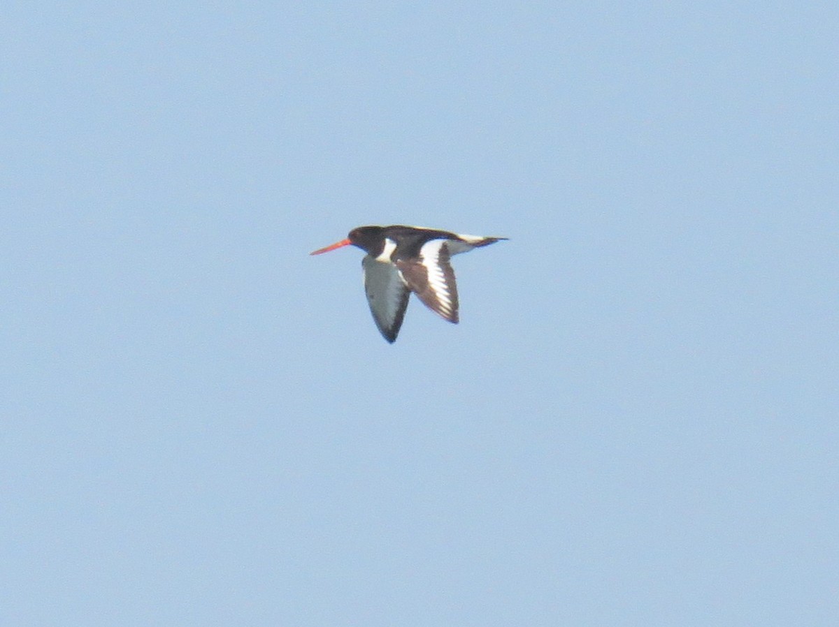 Eurasian Oystercatcher - ML639825228