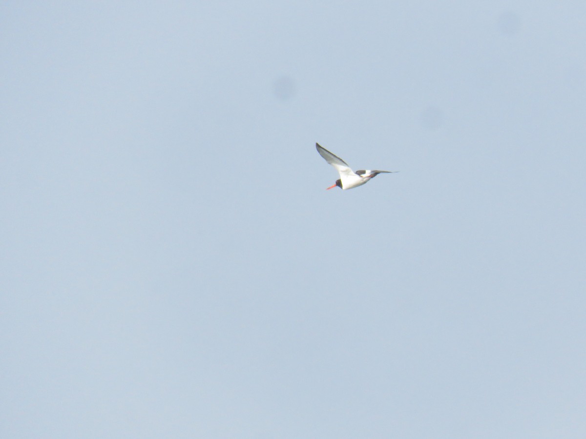 Eurasian Oystercatcher - ML639825229