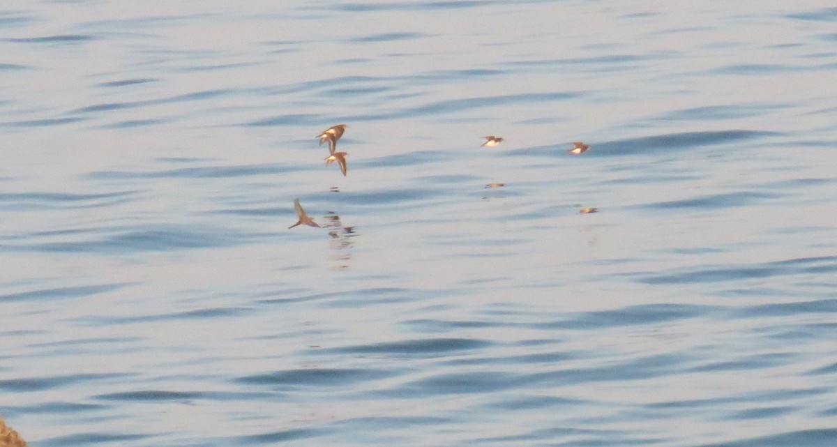 Common Sandpiper - ML639825235
