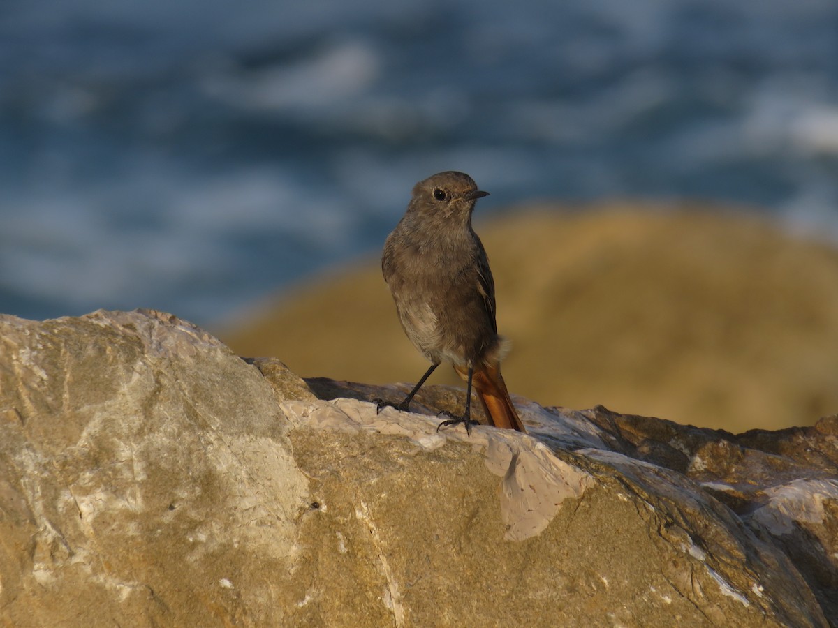 Black Redstart - ML639825240