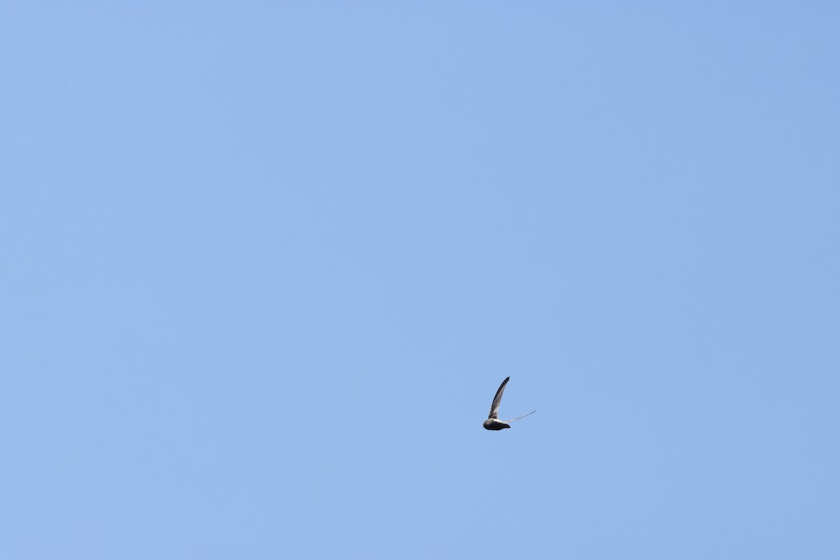 Little Swift - ML639825246