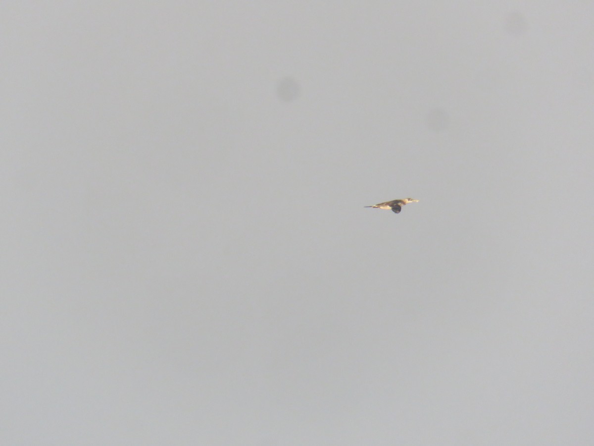 Northern Gannet - ML639825255