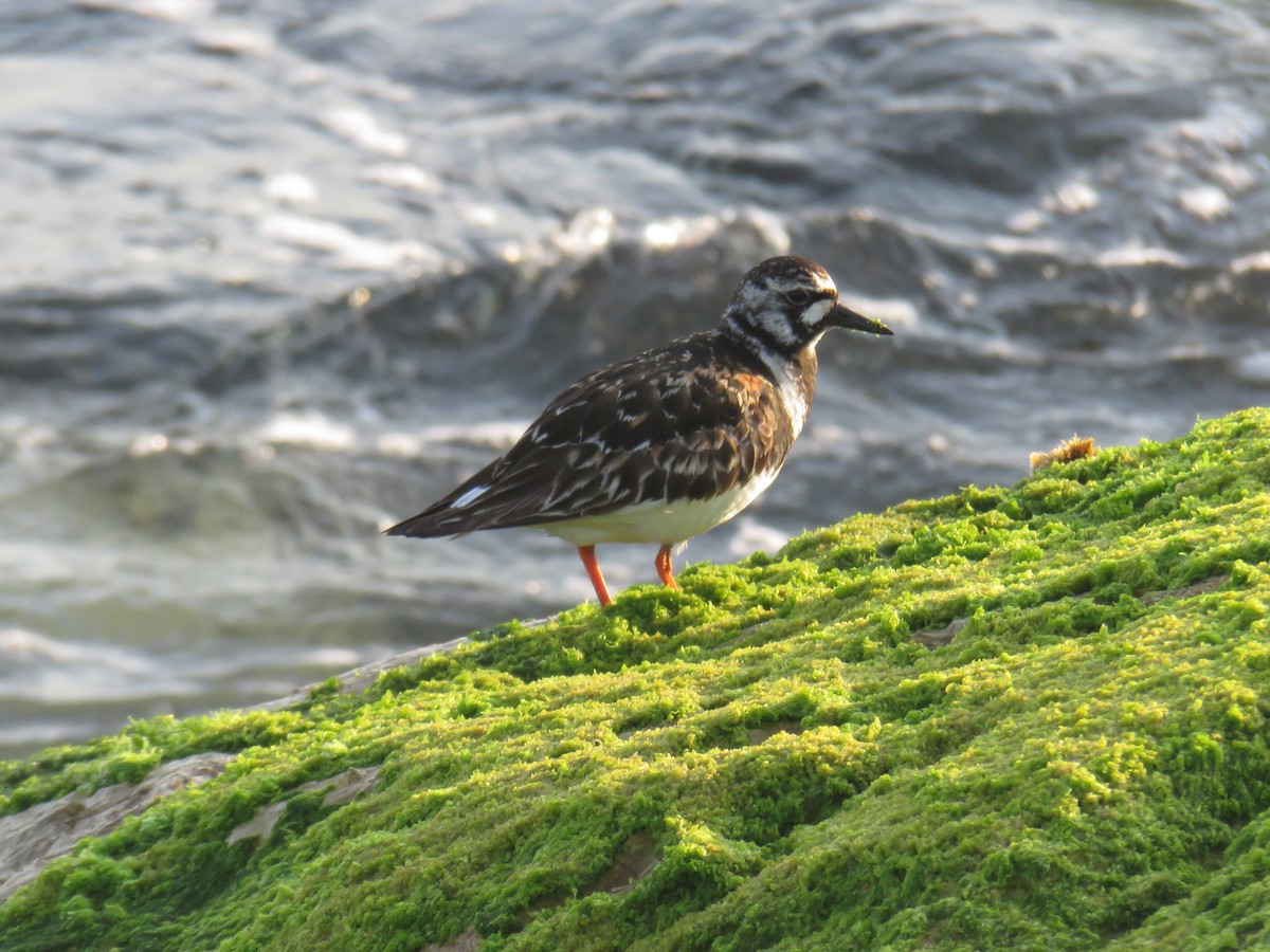 Ruddy Turnstone - ML639825261