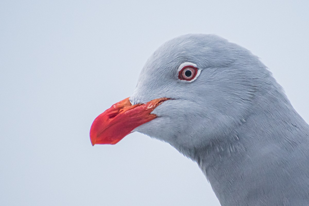 Dolphin Gull - ML639825276