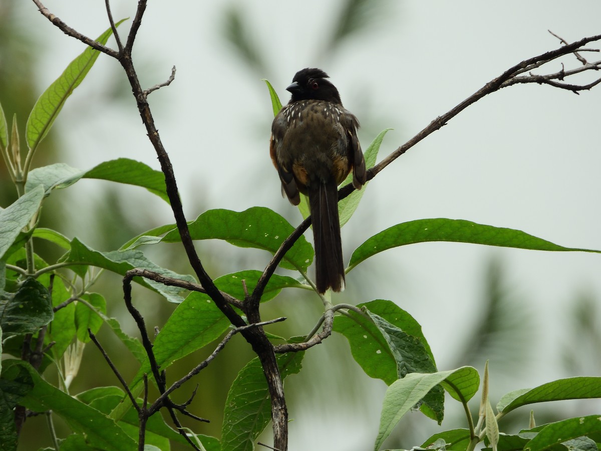 Spotted Towhee - ML639825277
