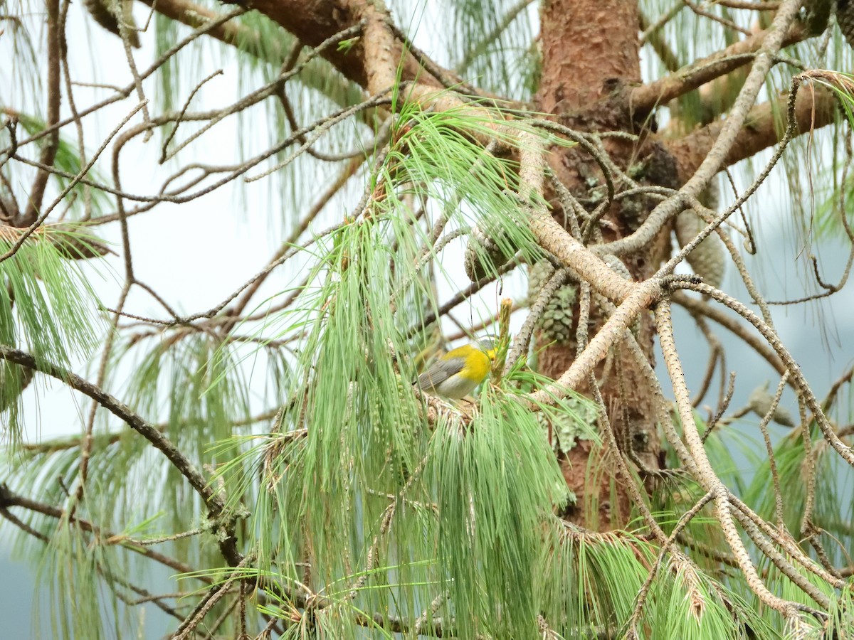 Crescent-chested Warbler - ML639825289