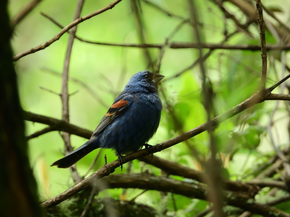 Blue Grosbeak - ML639825300