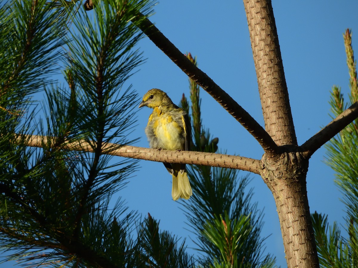 Flame-colored Tanager - ML639825311