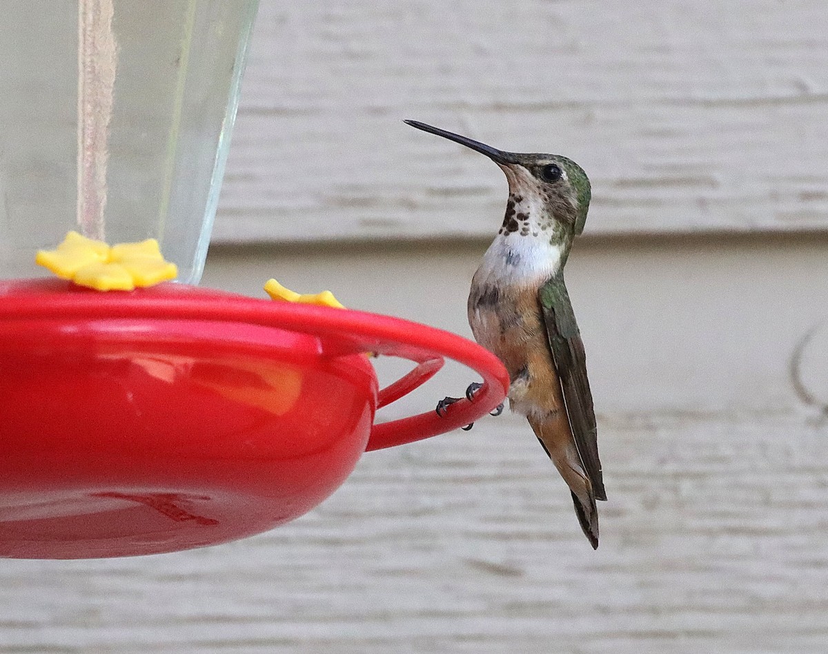 Rufous Hummingbird - ML639825379