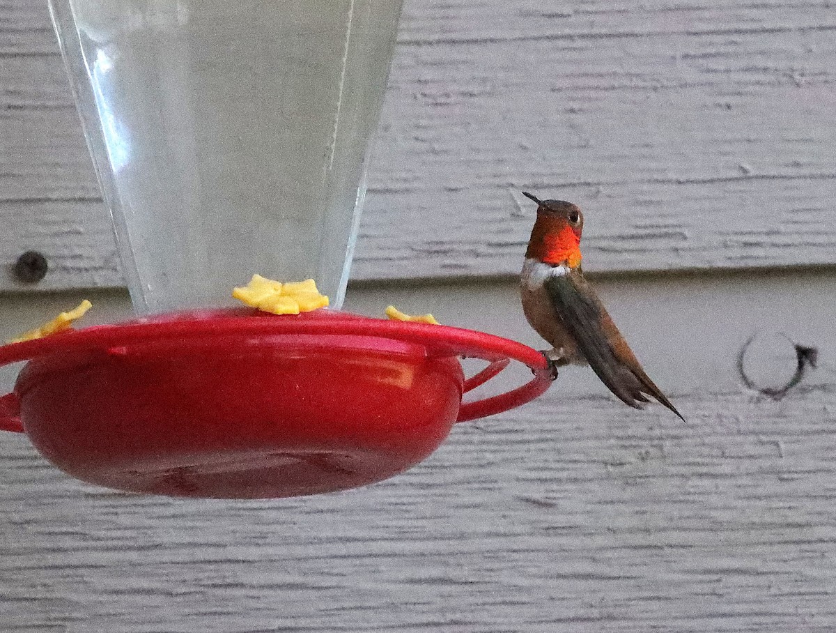 Rufous Hummingbird - ML639825380
