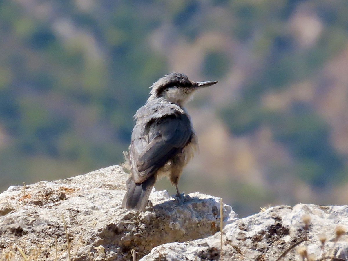 Sittelle de Neumayer - ML639825404
