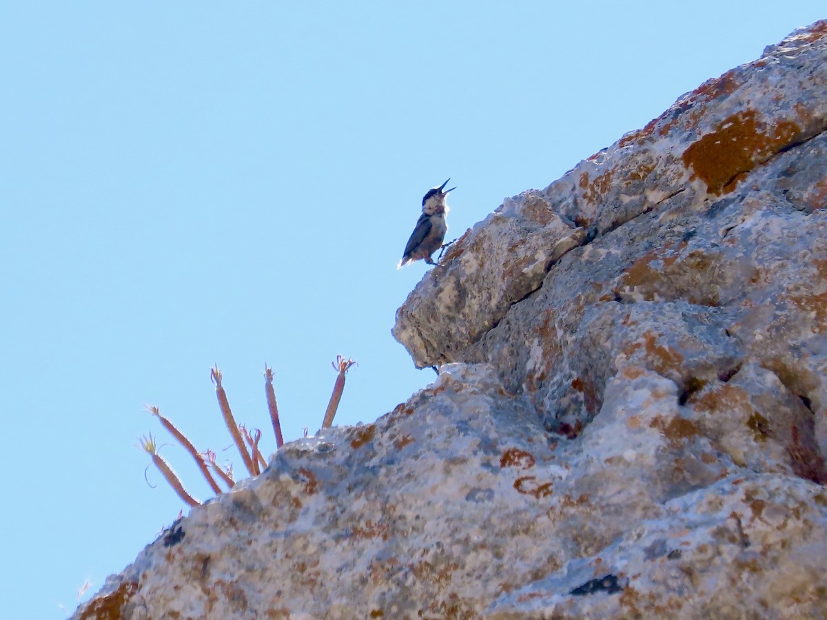 Sittelle de Neumayer - ML639825405