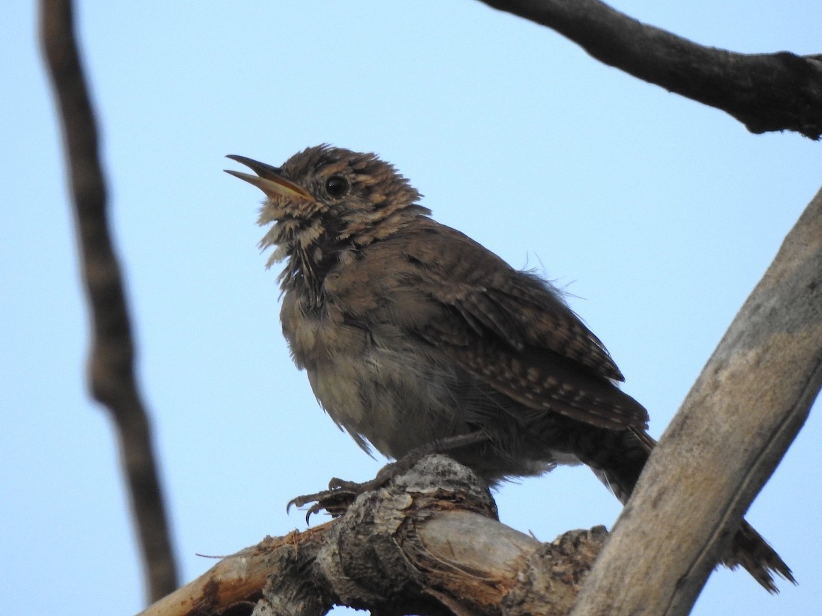Northern House Wren - ML639825421