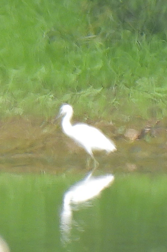 Little Blue Heron - ML639825423