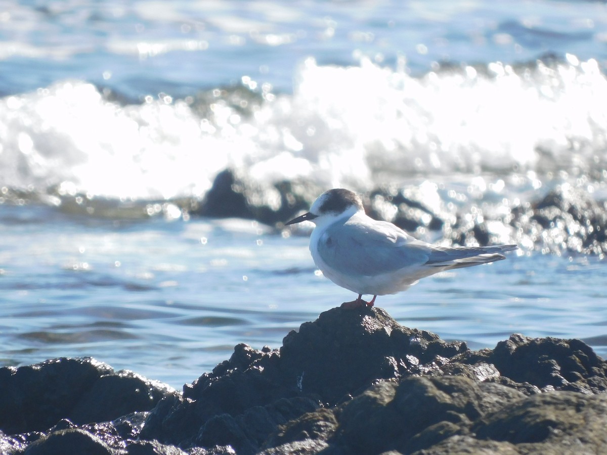 Arctic Tern - ML639825463