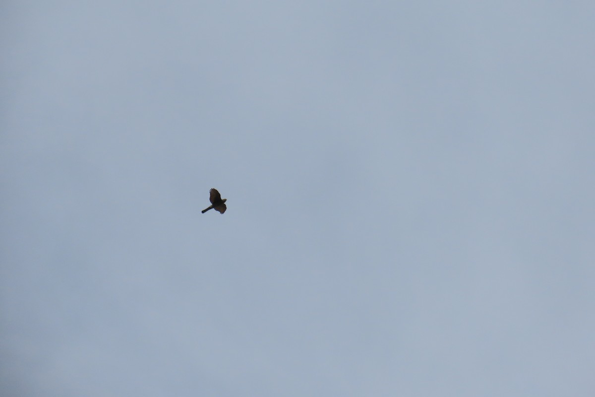 Eurasian Sparrowhawk - ML639825546