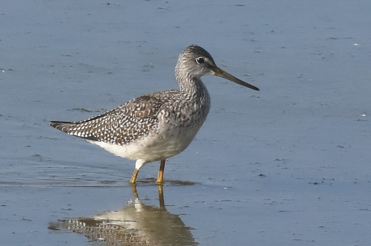 Greater Yellowlegs - ML639825569