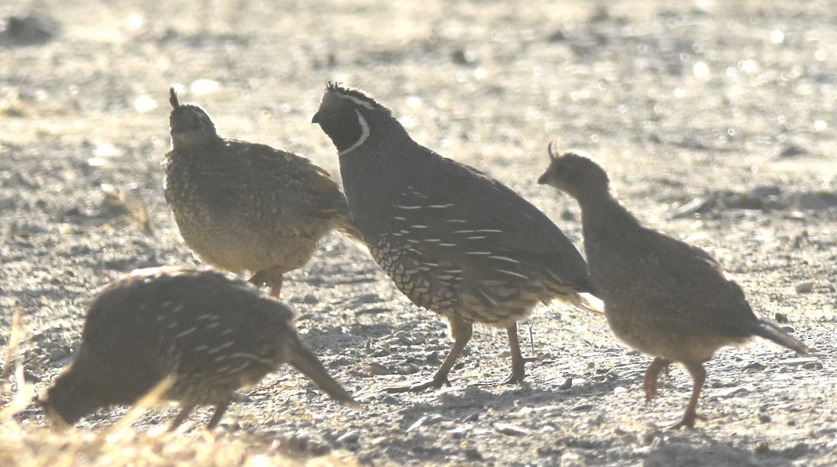 California Quail - ML639825573