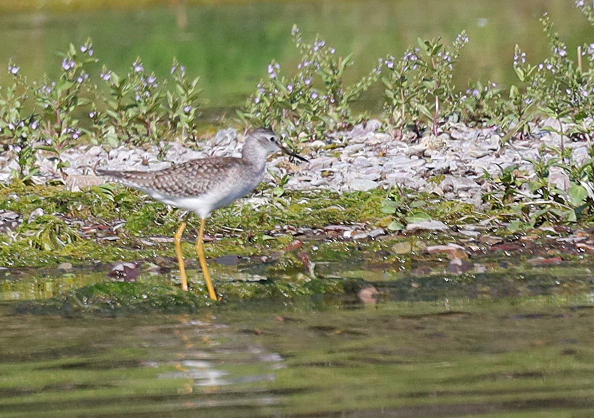 Lesser Yellowlegs - ML639825585